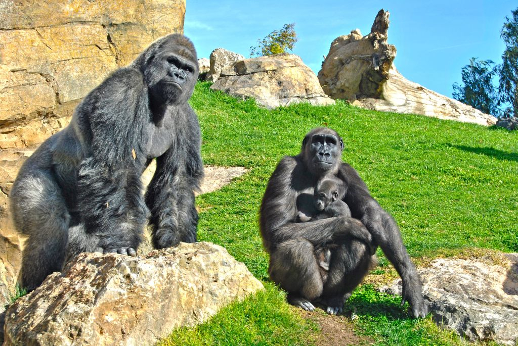 Bioparque de Valência