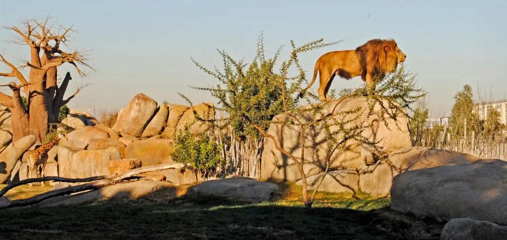 Bioparc Valencia