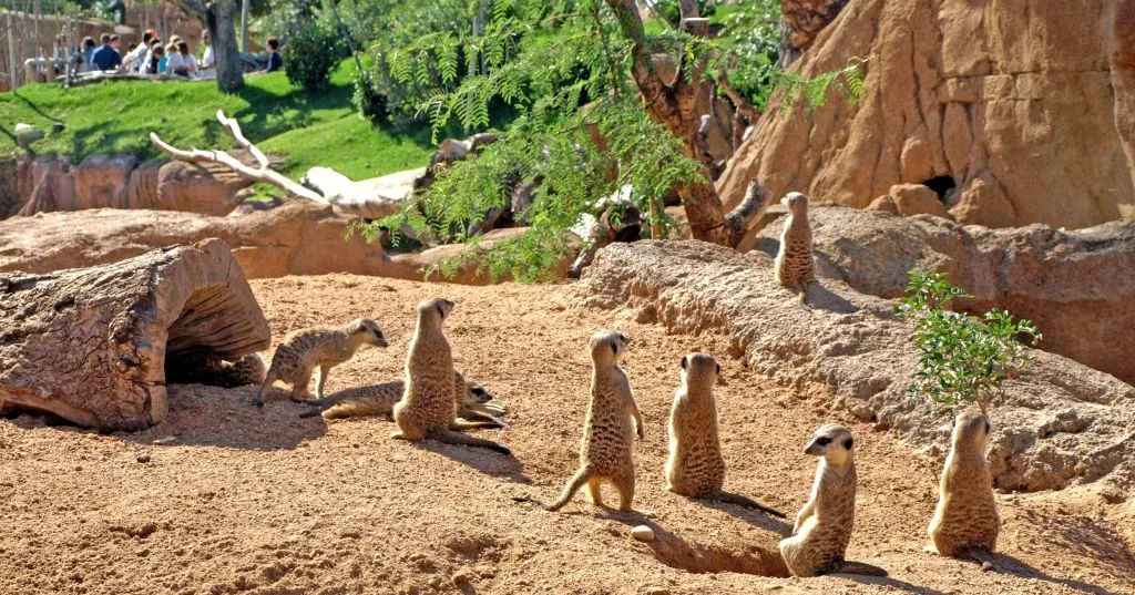 Bioparc Valencia