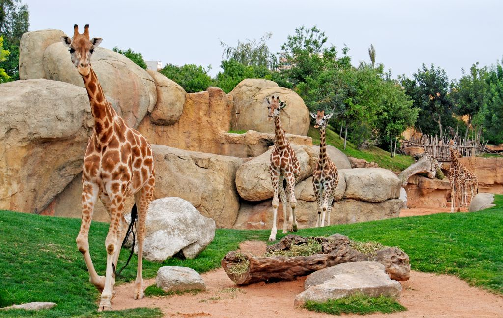 Bioparque de Valência