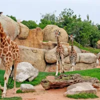 Bioparc Valencia