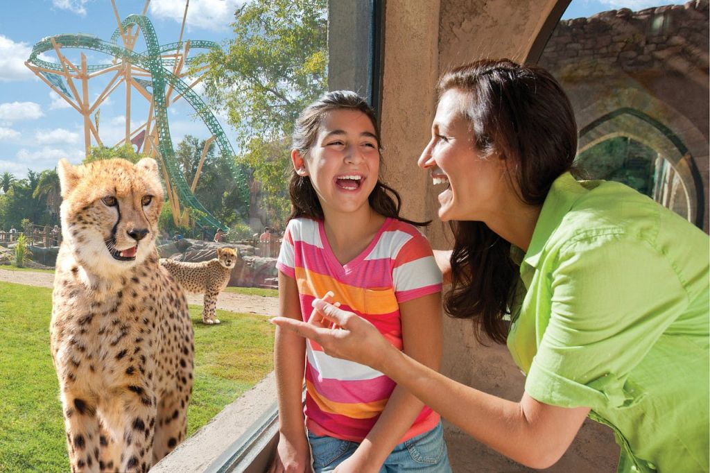 Busch Gardens Tampa: Entrada con Cola Rápida Opcional