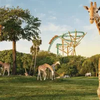 Busch Gardens Tampa: Entrada con Cola Rápida Opcional