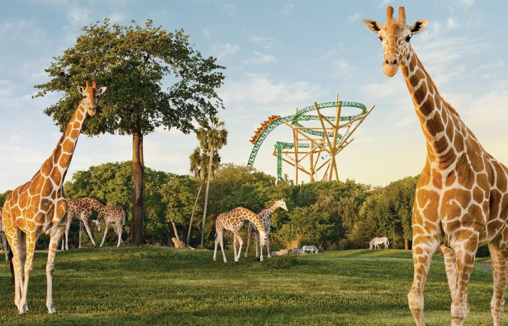 Busch Gardens Tampa: Entrada con Cola Rápida Opcional