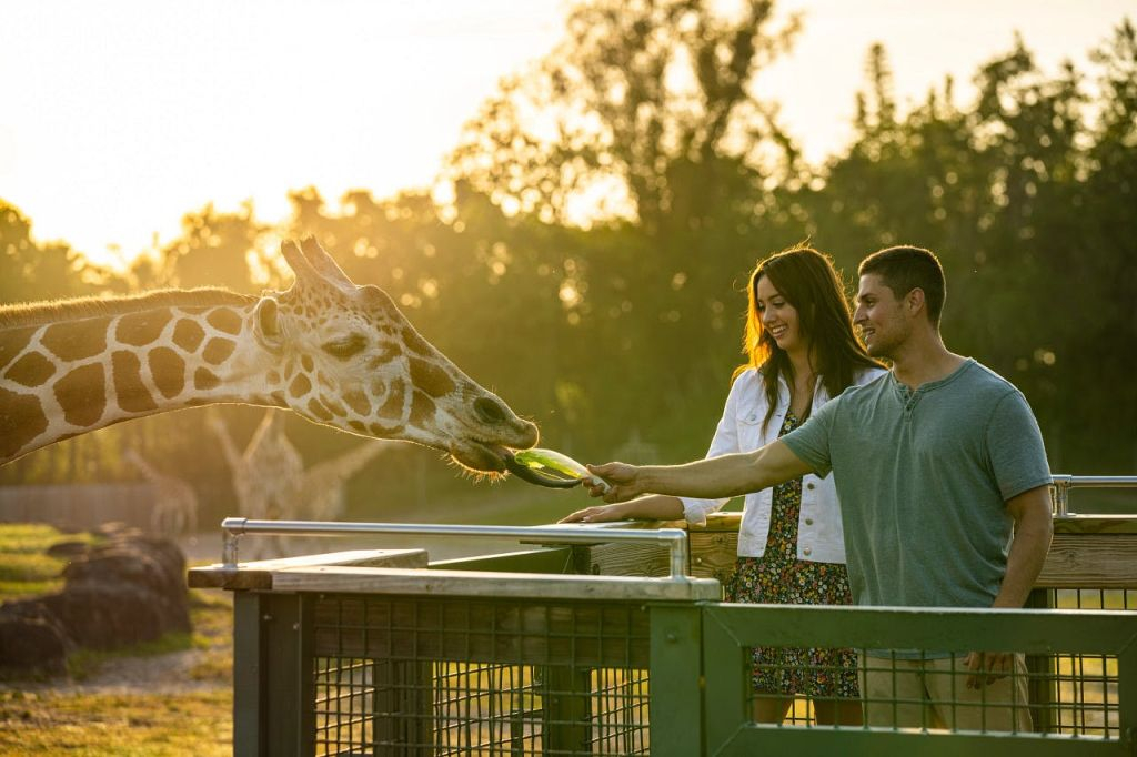 Busch Gardens Tampa: Entrada con Cola Rápida Opcional