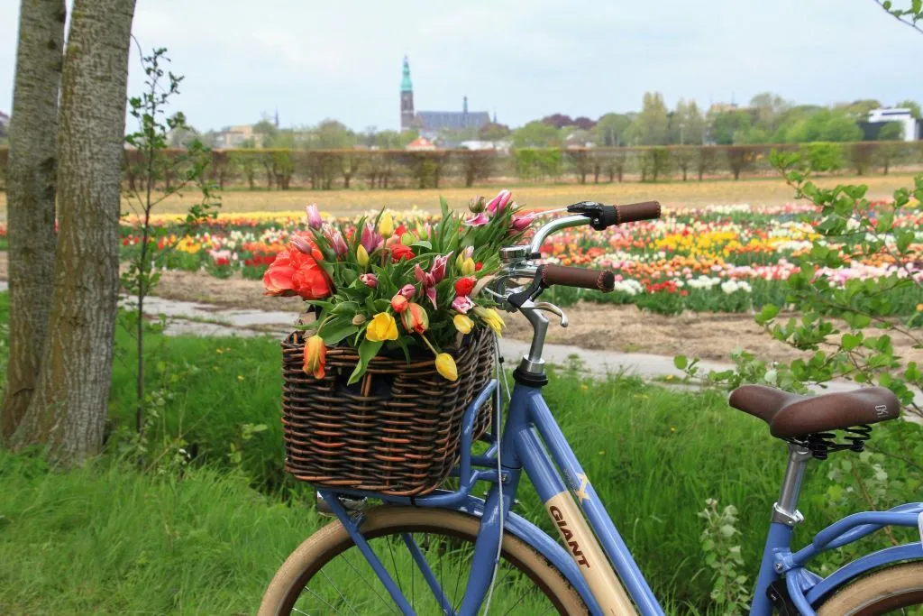 De Amesterdão: Passeio de bicicleta de meio dia pelos campos de tulipas + transporte de ida e volta em autocarro