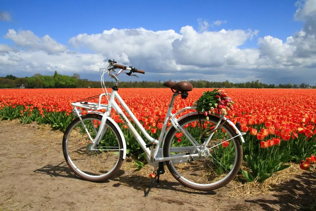 De Amesterdão: Passeio de bicicleta de meio dia pelos campos de tulipas + transporte de ida e volta em autocarro
