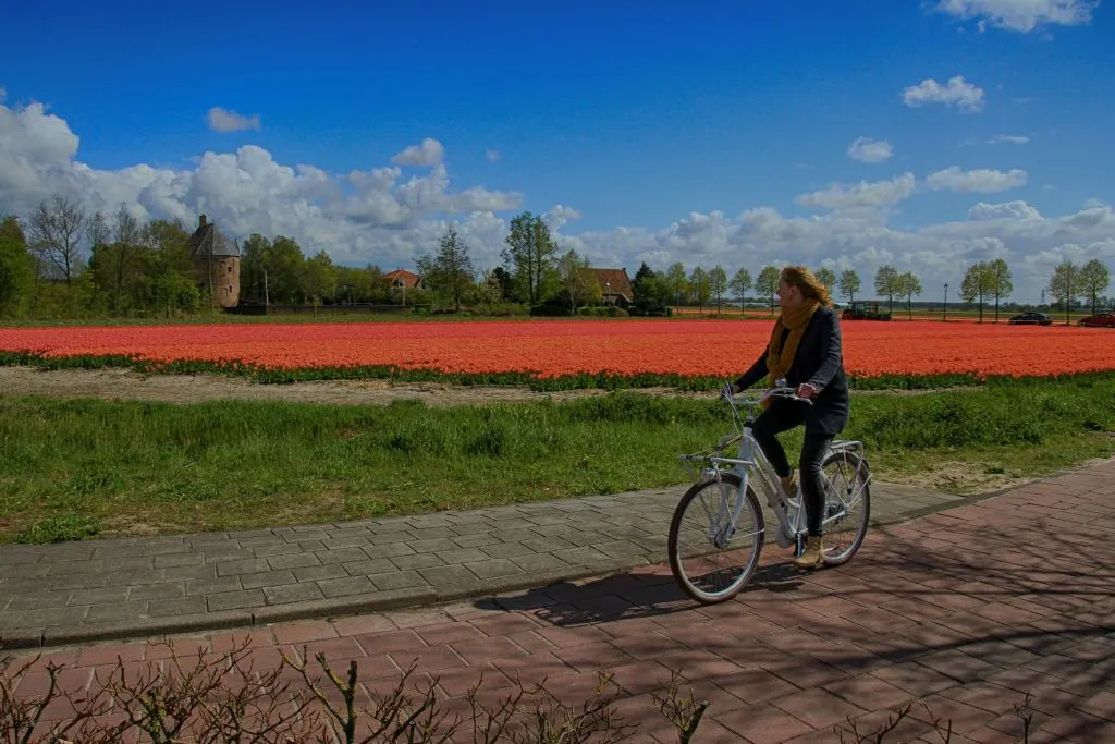De Amesterdão: Passeio de bicicleta de meio dia pelos campos de tulipas + transporte de ida e volta em autocarro