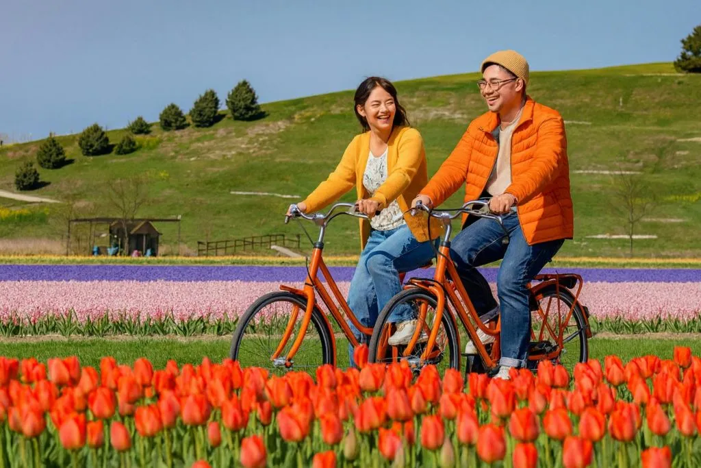 De Amesterdão: Passeio de bicicleta de meio dia pelos campos de tulipas + transporte de ida e volta em autocarro
