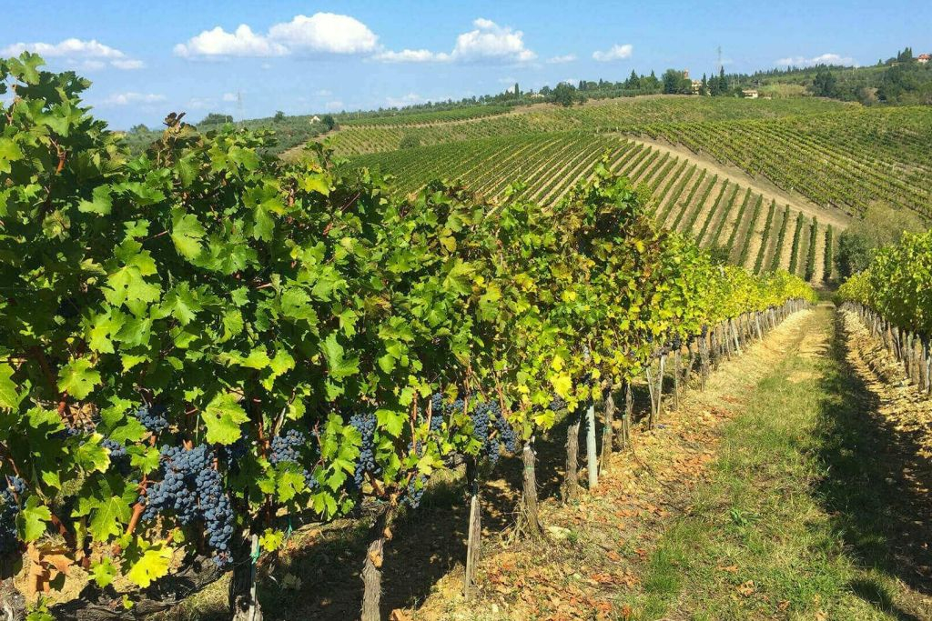 Chianti: Tour privato con Fiat 500 d'epoca + trasferimenti + degustazione di vini
