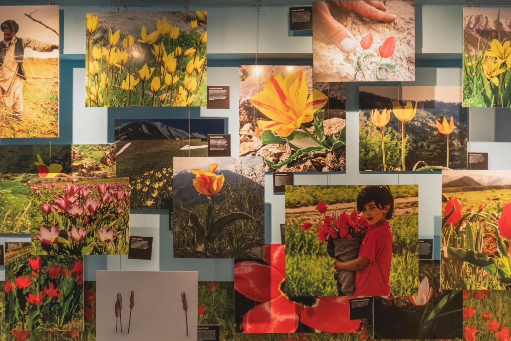 Museu das Tulipas de Amesterdão: bilhete de entrada