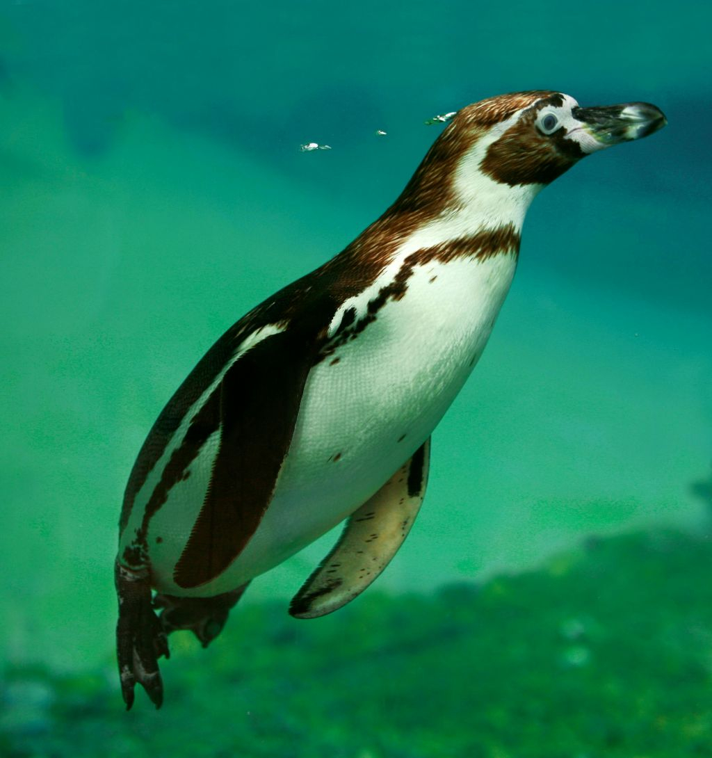 Zoo de Champrépus : Billet d'entrée