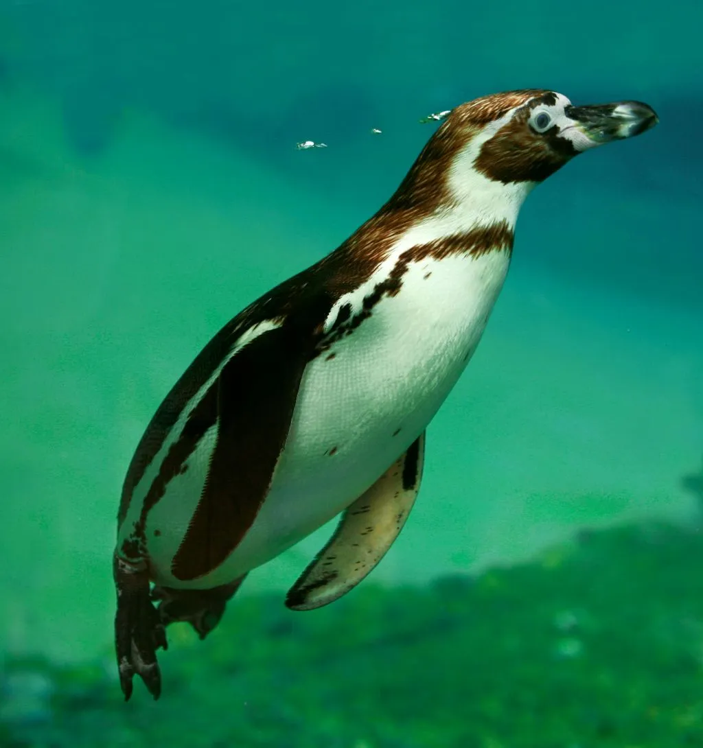 Zoo de Champrépus : Billet d'entrée