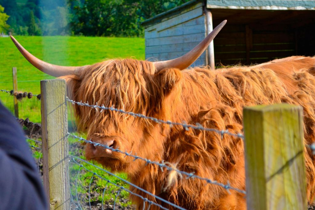 Loch Ness, Glencoe & Scottish Highlands: Guided Tour from Edinburgh