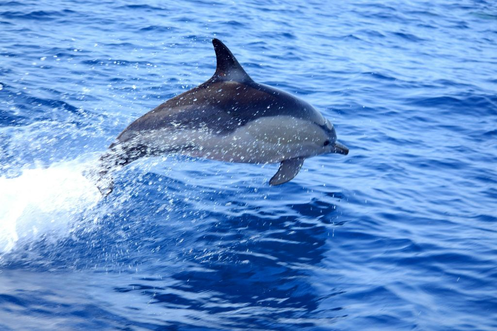 Olhão: Guided Dolphin Watching Boat Tour