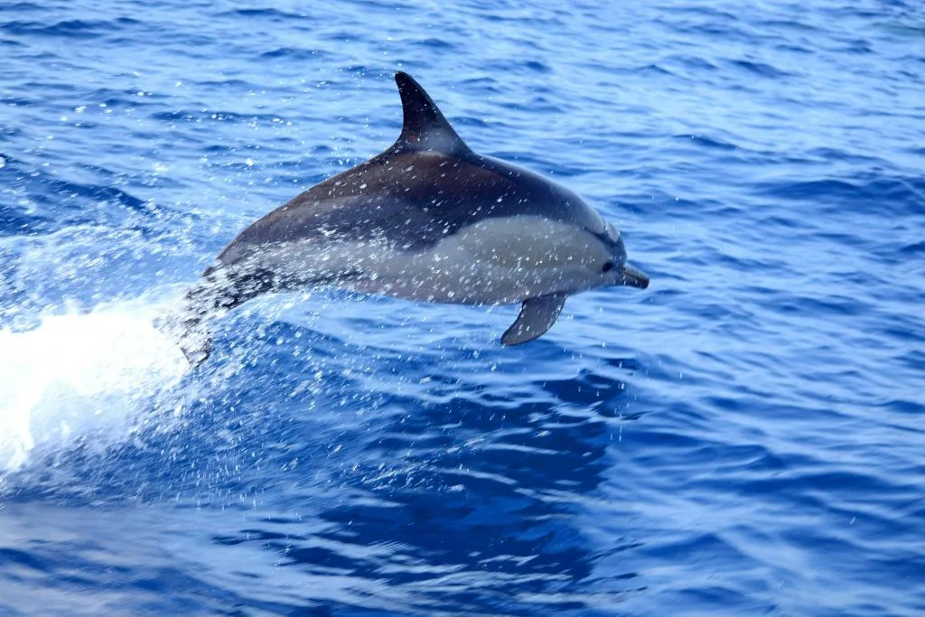 Olhão: Guided Dolphin Watching Boat Tour