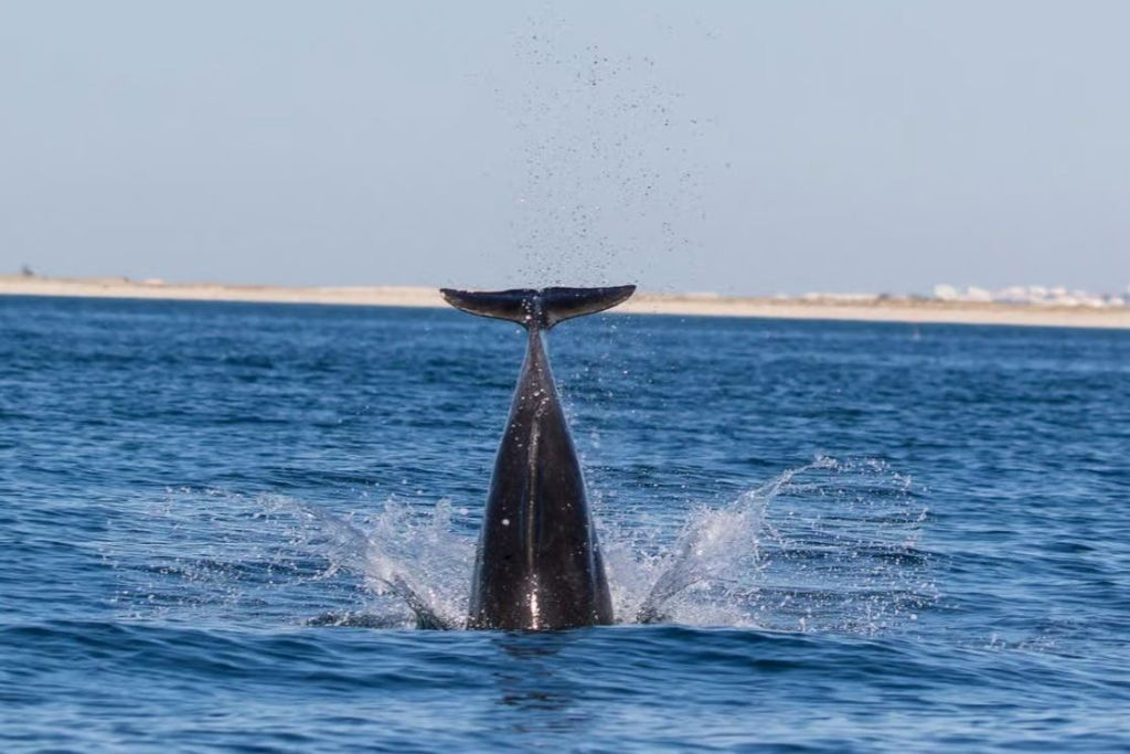 Olhão: Guided Dolphin Watching Boat Tour