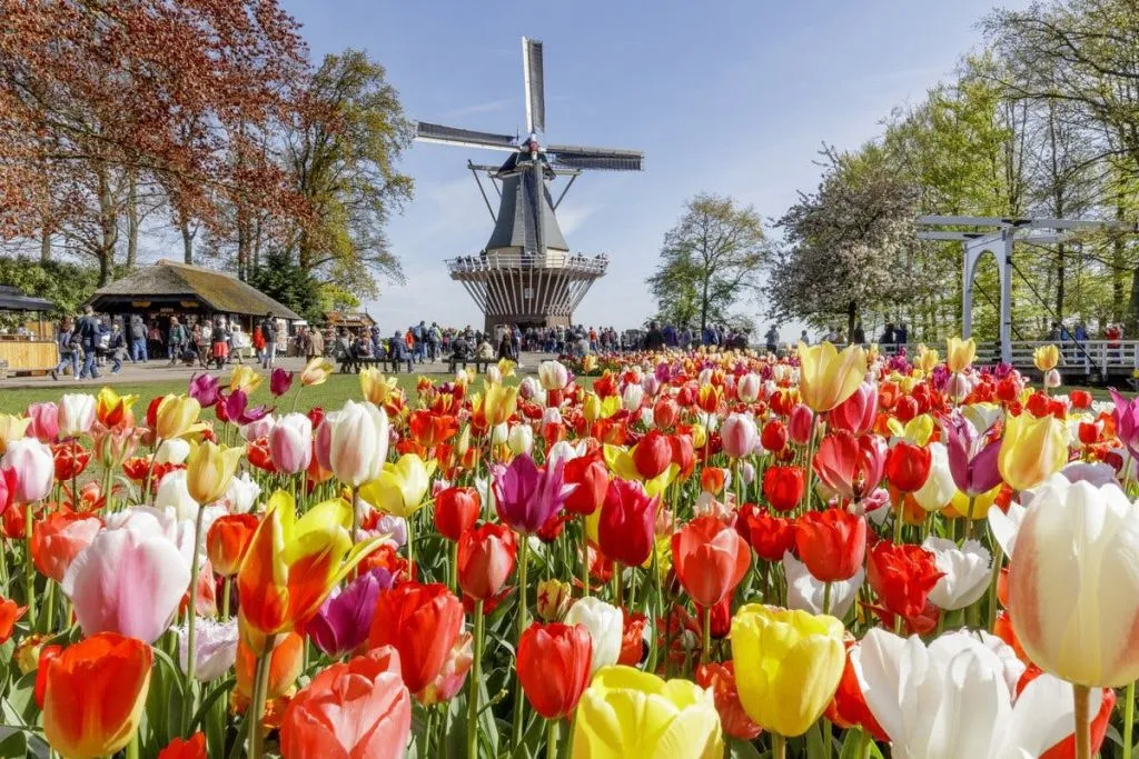 Barco de panquecas + Keukenhof