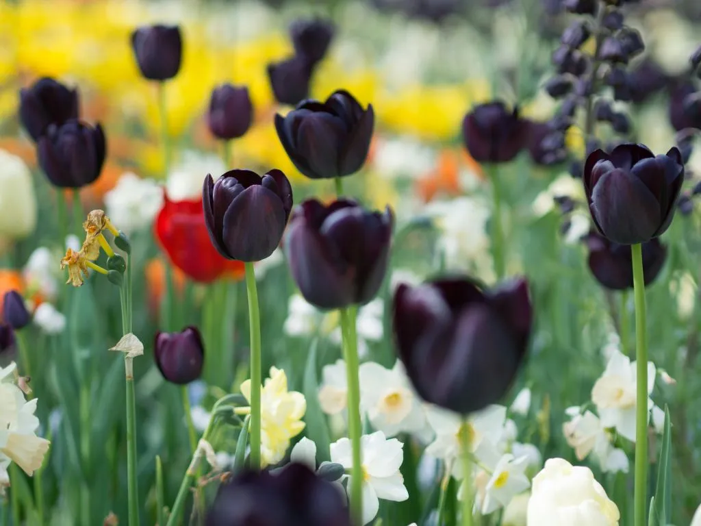 Barco de panquecas + Keukenhof