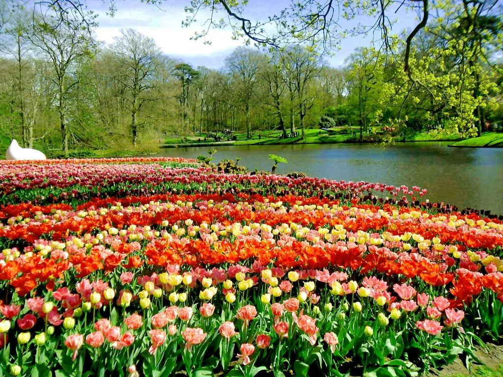 Barco de panquecas + Keukenhof