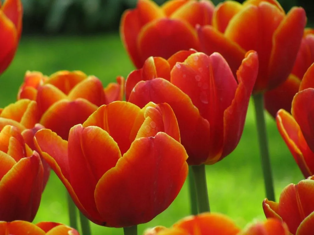 Barco de panquecas + Keukenhof