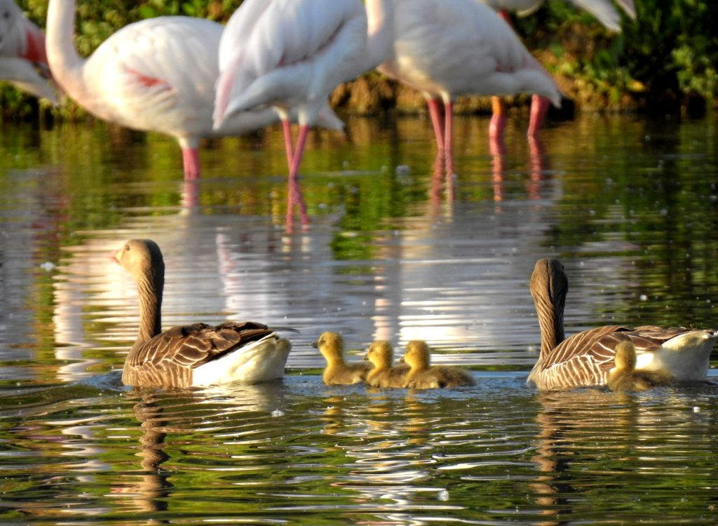 Cañada de los Pájaros Bird Reserve