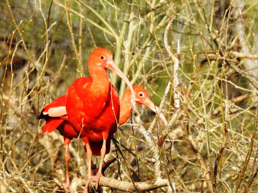 Cañada de los Pájaros Bird Reserve