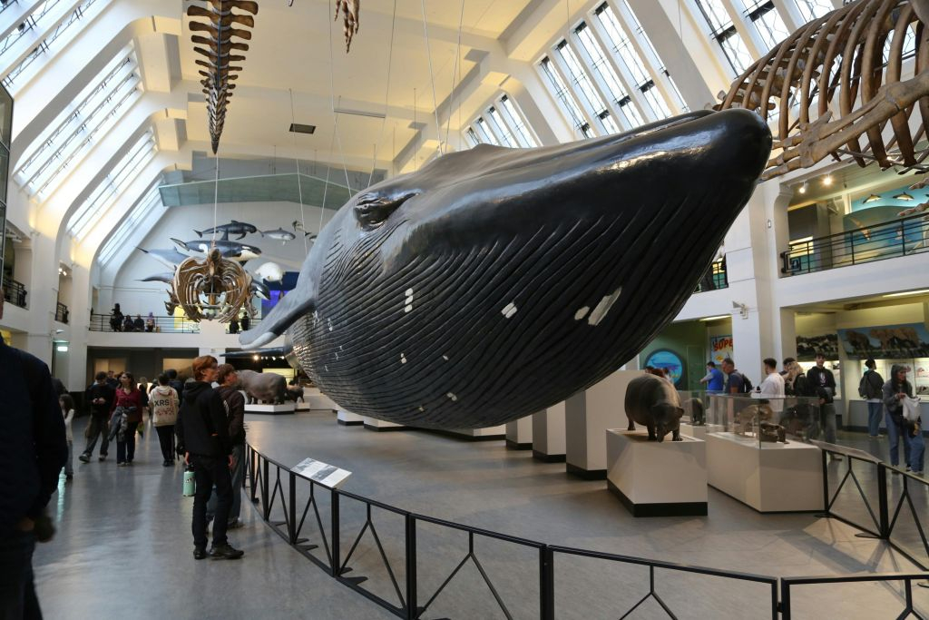 Natural History Museum London: Audio Guide App