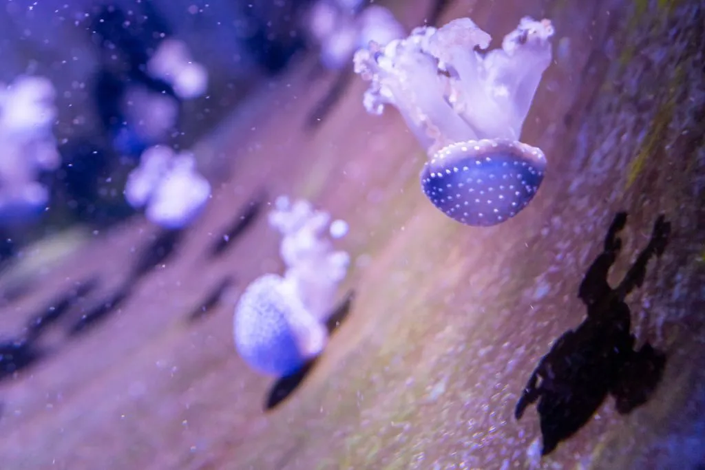 Acuario do Grove: Entrada