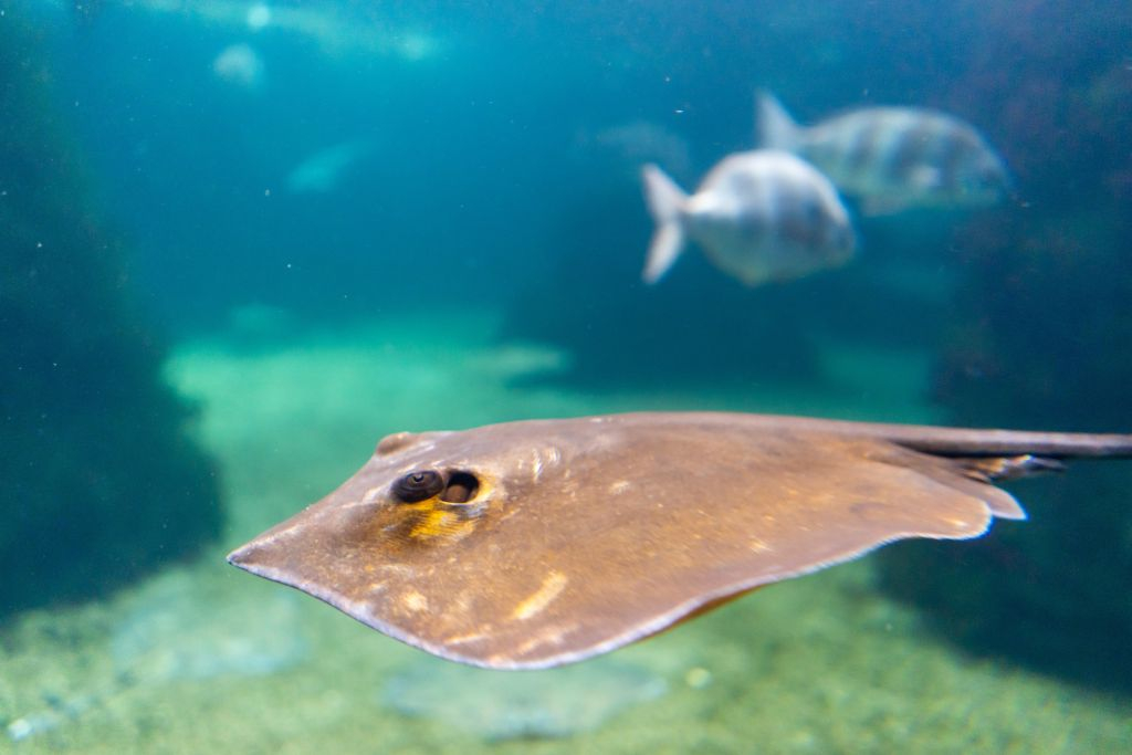 Acuario do Grove: Entrada