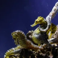 Grove Aquarium: Entry Ticket