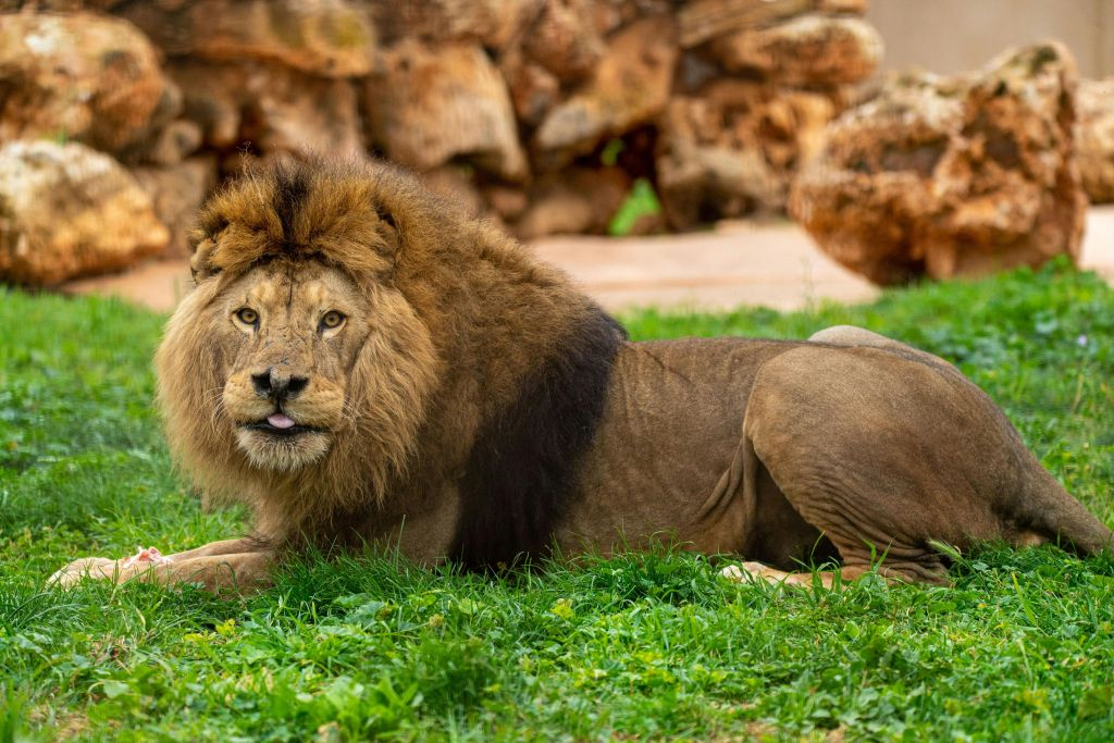 Safari Mallorca: Entrada + Viaje en tren