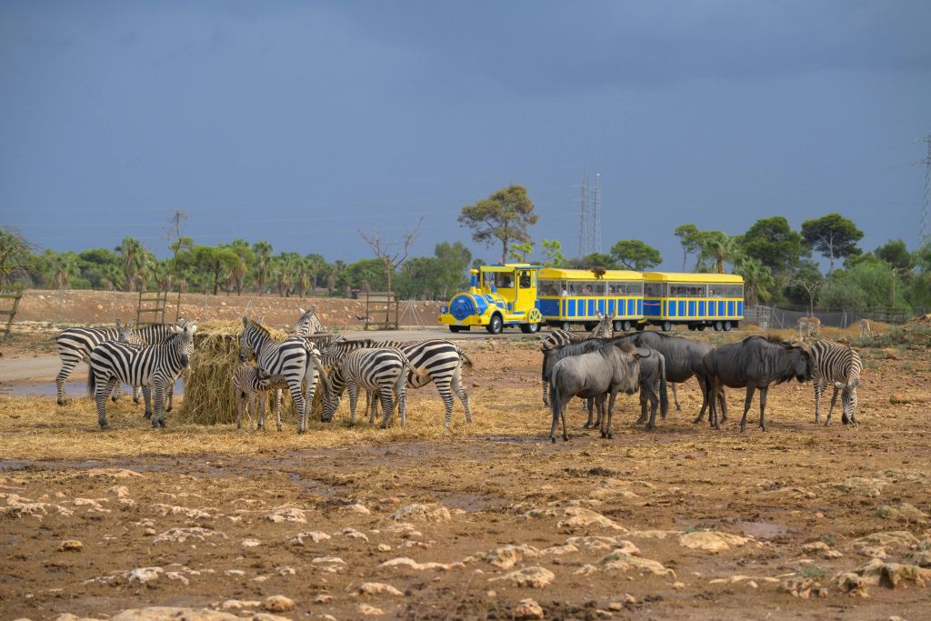 Safari Mallorca: Entrada + Viaje en tren
