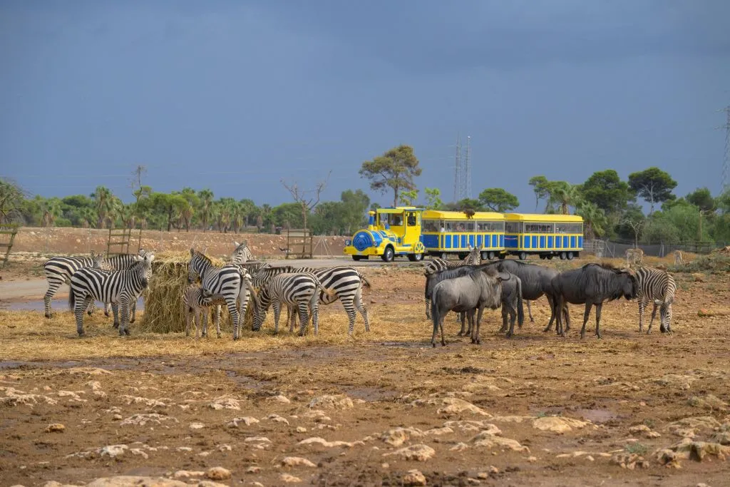Safari Mallorca: Entrada + Viaje en tren