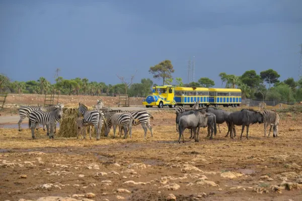 Safari Mallorca: Entrada + Viaje en tren