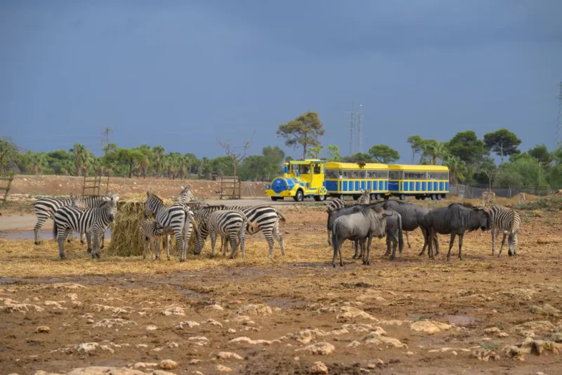 Safari Mallorca: Entrada + Viaje en tren