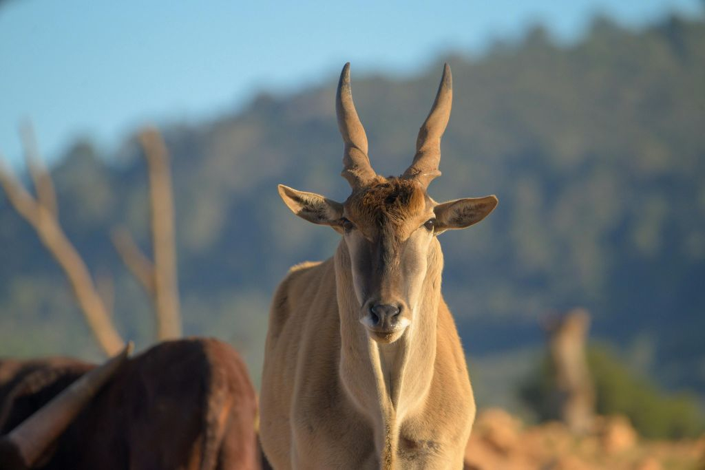Safari Mallorca: Entrada con vehículo propio