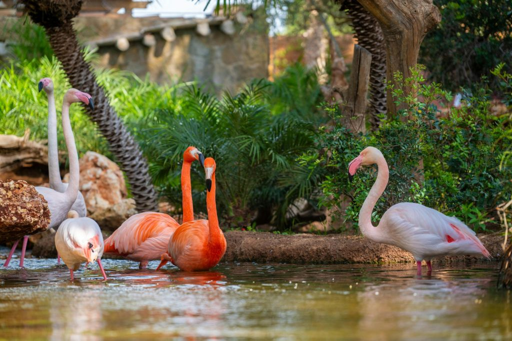 Safari Mallorca: Entrada con vehículo propio