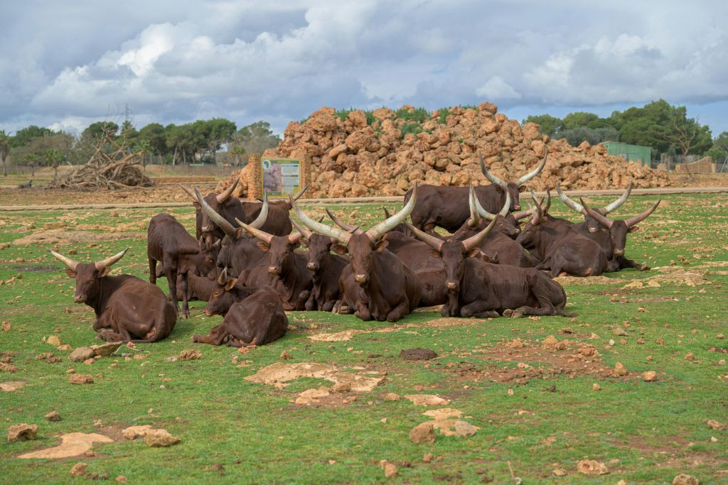 Safari Mallorca: Entrada con vehículo propio