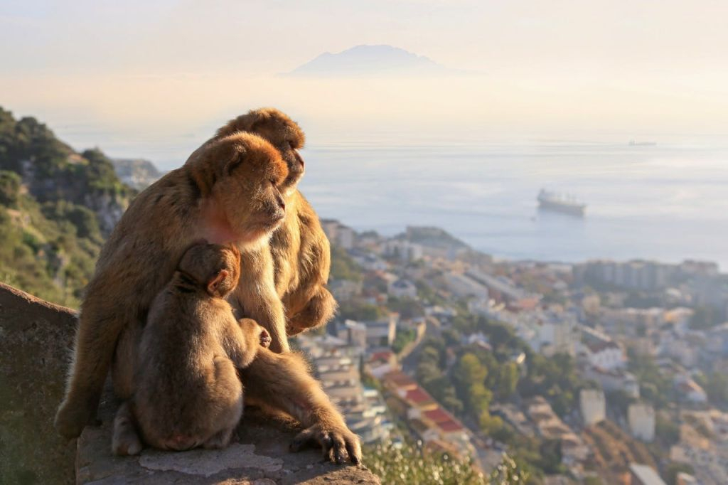 Gibraltar y Mijas: excursión guiada de día completo desde Málaga