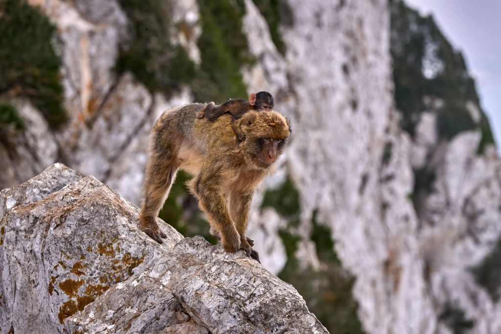 Gibraltar y Mijas: excursión guiada de día completo desde Málaga