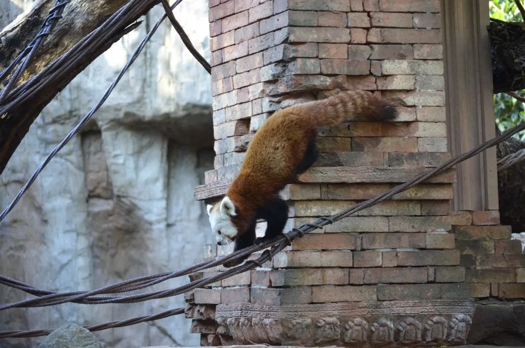 Bioparc Fuengirola