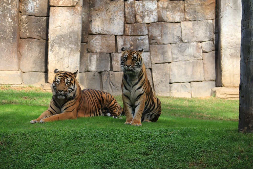 Bioparc Fuengirola