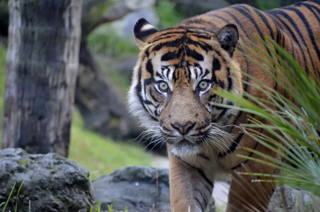 Bioparc Fuengirola