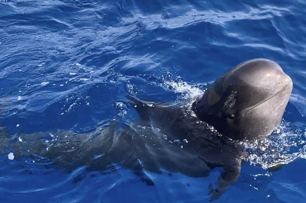Masca + Los Gigantes : Billet d'excursion pour l'observation des baleines et des dauphins
