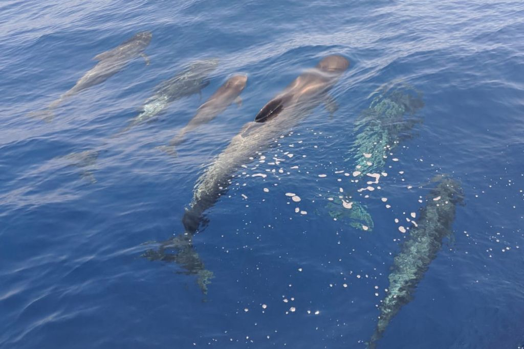Masca + Los Gigantes : Billet d'excursion pour l'observation des baleines et des dauphins