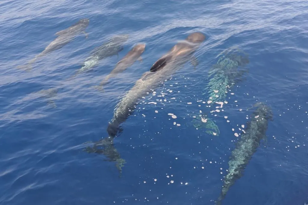 Masca + Los Gigantes: Billete para la excursión de avistamiento de ballenas y delfines