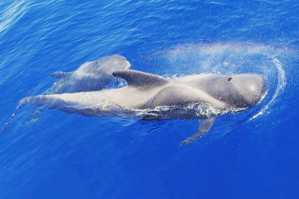 Masca + Los Gigantes : Billet d'excursion pour l'observation des baleines et des dauphins