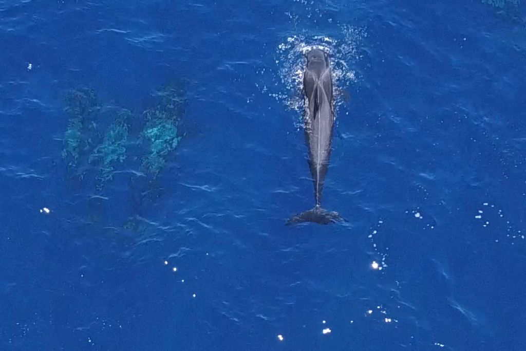 Masca + Los Gigantes : Billet d'excursion pour l'observation des baleines et des dauphins