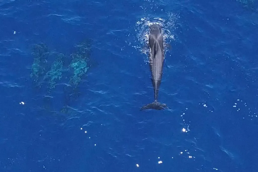 Masca + Los Gigantes: Billete para la excursión de avistamiento de ballenas y delfines